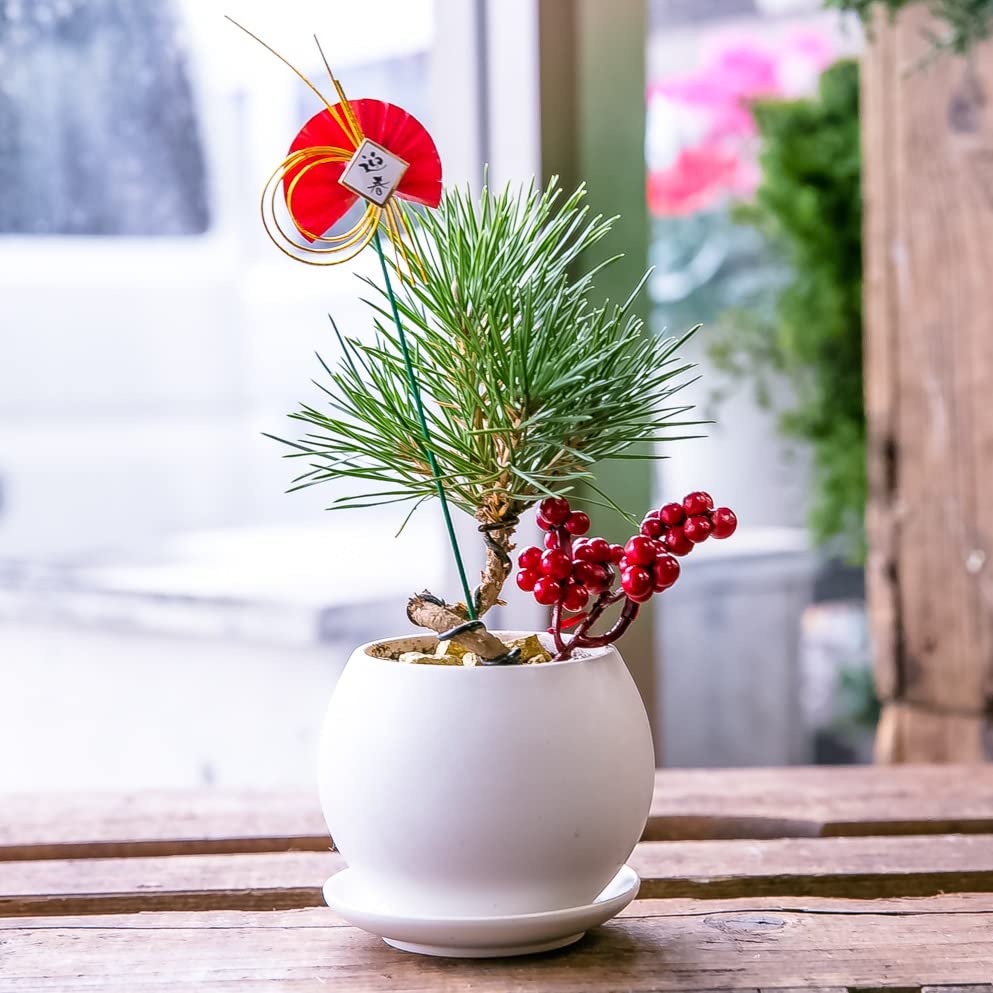 Amazon｜正月 迎春 黒松 ねじり黒松 ミニ盆栽 こだわりの生産者